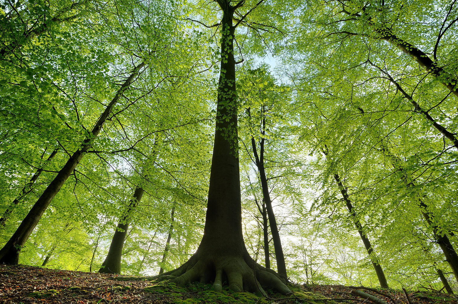 autumn, beams, beautiful, beech, branches, colors, country, countryside, daylight, deep, ecology, environment, forest, land, landscape, light, natural, nature, peaceful, rays, scene, scenery, scenic, season, shine, sun, sunlight, sunny, sunset, sunshine, trees, vivid, wild, wilderness, woodland, woods, green, spring, beauty, reflections, forest landscape, leaves, trunk, foliage, idyll, leaf, multicolored, branch, vegetation, plant